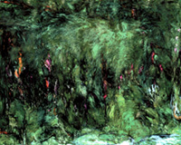 松本陽子「私的光景」